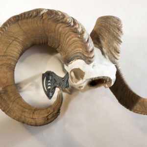 Skull Hooker XXL Bone Bracket Closeout