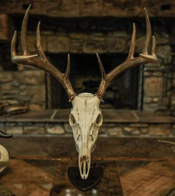 Skull Hooker Table Hooker CLOSEOUT