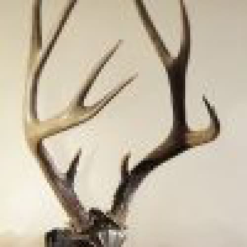 Skull Hooker Bone Bracket/Skull Cap combo - ARCHERY