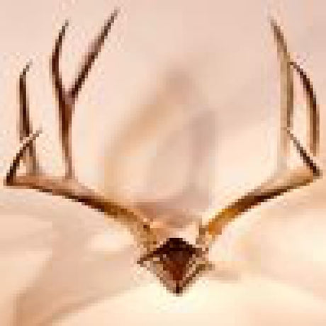 Skull Hooker Bone Bracket/Skull Cap combo - ARCHERY