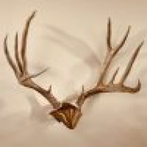 Skull Hooker Bone Bracket/Skull Cap combo - ARCHERY