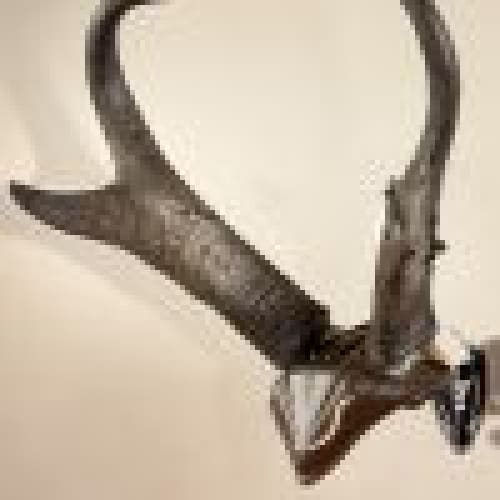 Skull Hooker Bone Bracket/Skull Cap combo - ARCHERY