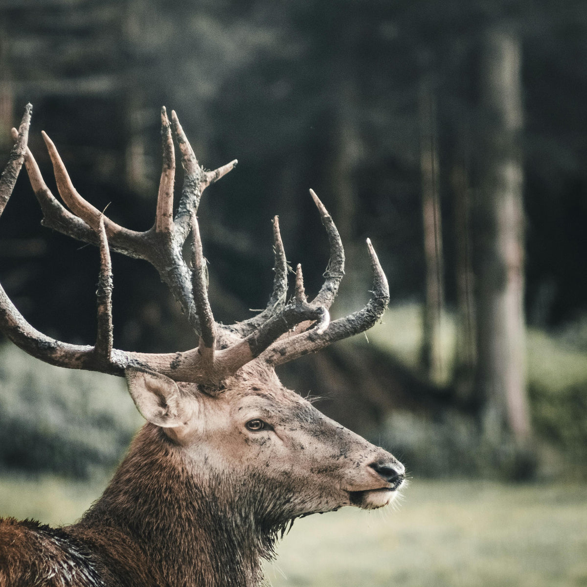 Hunters Alert: 11 Epic Surprises at the 2024 Western Hunting Expo ...