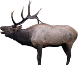 Deadnuts Outdoors 2D Vital Targets