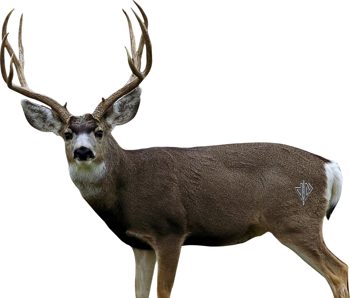 Deadnuts Outdoors 2D Vital Targets